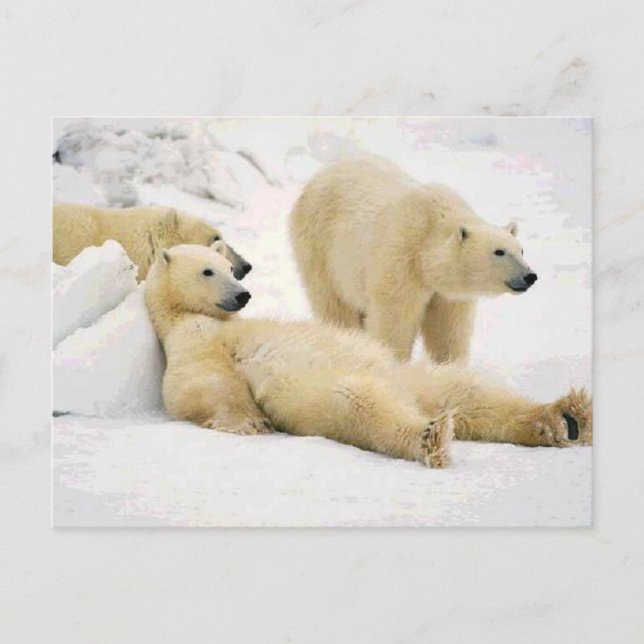 Cartão Postal Após Jantar Urso (Frente)