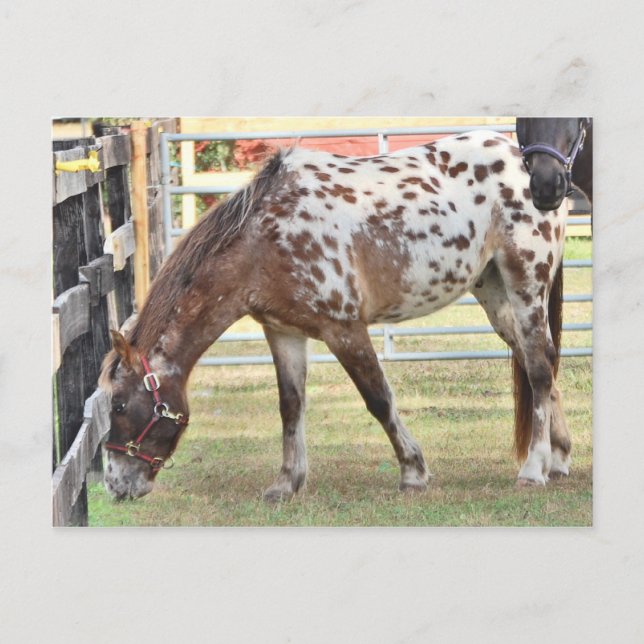 Cartão Postal Appaloosa (Frente)