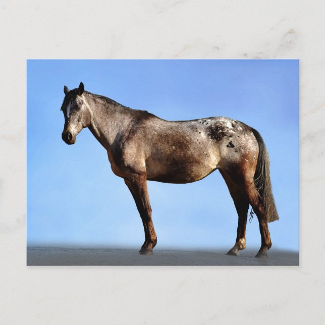 Cartão Postal Appaloosa (Frente)
