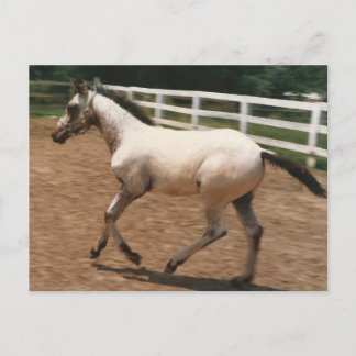 Cartão Postal Appaloosa / Colorado Ranger Colt