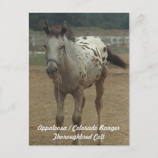 Cartão Postal Appaloosa/Colorado Ranger ThooughgenekColt (Frente)
