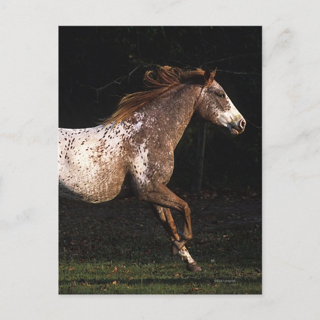 Cartão Postal Appaloosa Horse Running 4 (Frente)