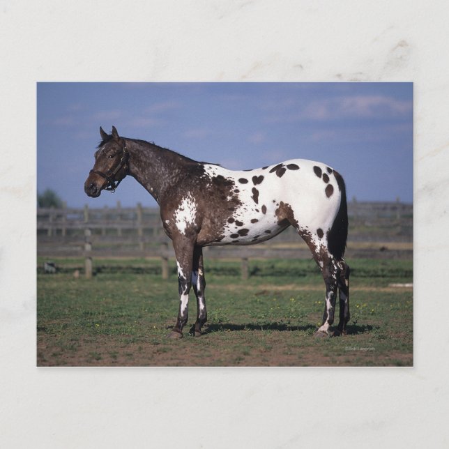 Cartão Postal Appaloosa Horse Standing (Frente)