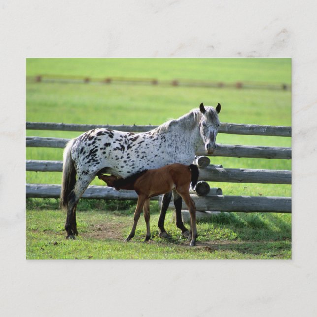Cartão Postal Appaloosa Mare e Colt Horse (Frente)