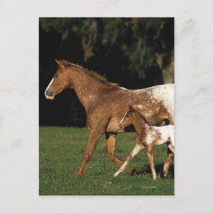 Cartão Postal Appaloosa Mare E Foal