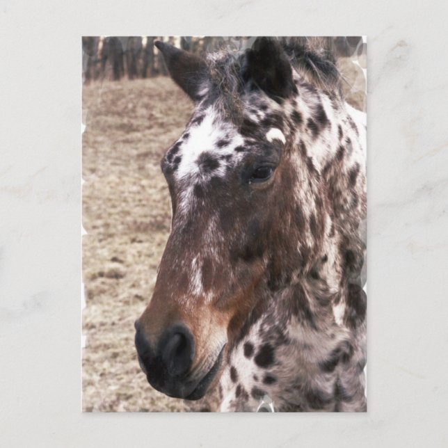 Cartão postal Appaloosa Stallions (Frente)