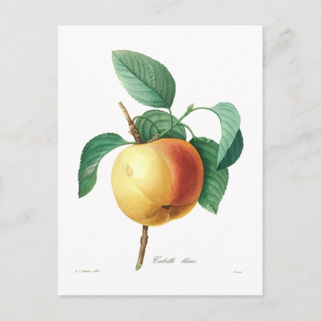 Cartão Postal Apple "Calville blanc" (Frente)