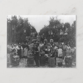 Cartão Postal Apple Picking In Berkeley County, West Virginia