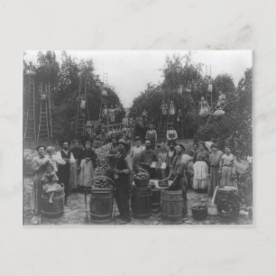 Cartão Postal Apple Picking In Berkeley County, West Virginia