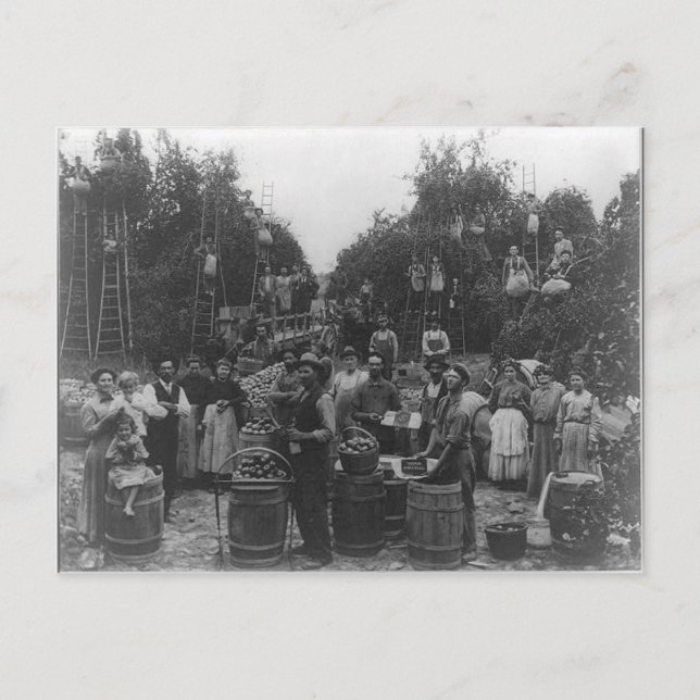 Cartão Postal Apple Picking In Berkeley County, West Virginia (Frente)