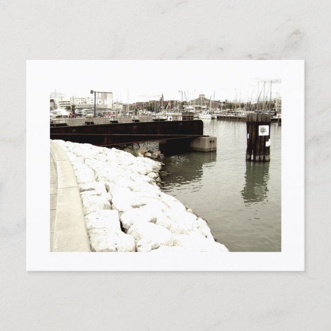 Cartão Postal Approachable Wolf Post Card Print (Frente)