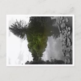 Cartão Postal Approachable Wolf Post Card Print