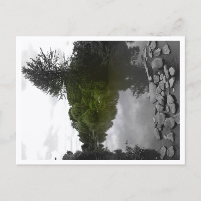 Cartão Postal Approachable Wolf Post Card Print (Frente)