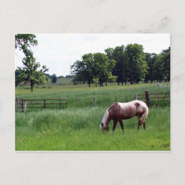 Cartão Postal Appy na fazenda (Frente)