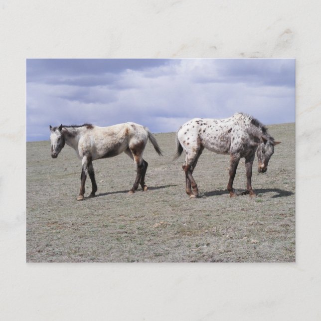 Cartão Postal Appys Felizes (Frente)