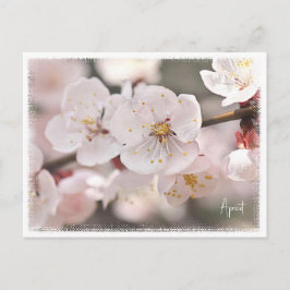 Cartão Postal Apricot