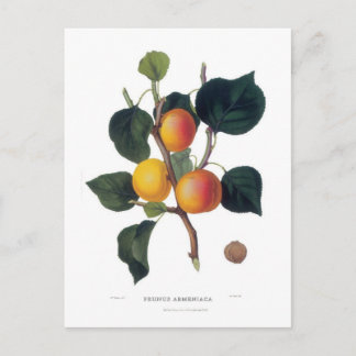 Cartão Postal Apricot