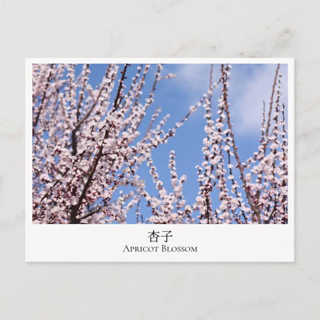 Cartão Postal Apricot Blossom (Frente)