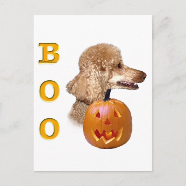 Cartão Postal Apricot Coated Poodle Boo (Frente)