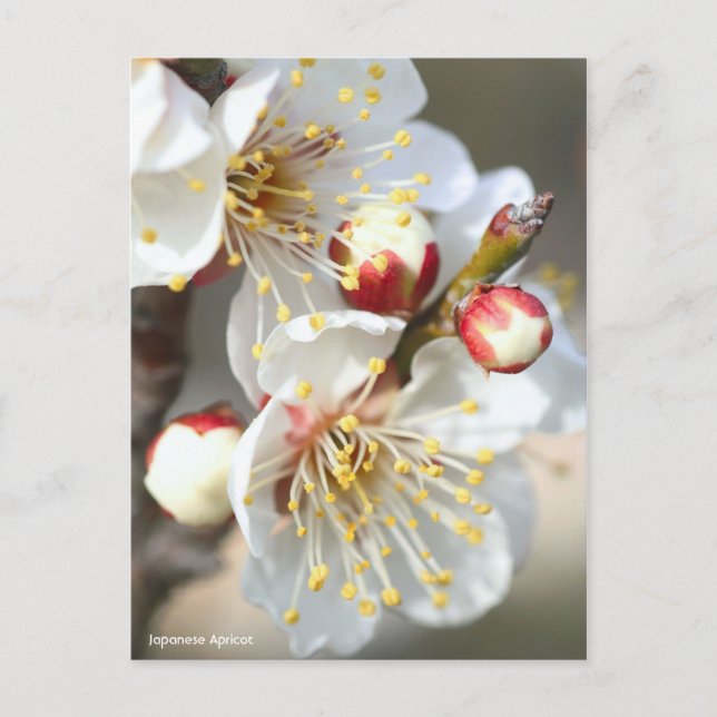 Cartão Postal Apricot Japonês [Cartão-postal] (Frente)