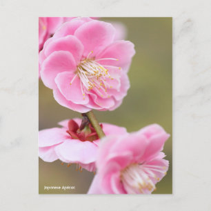 Cartão Postal Apricot Japonês [Cartão-postal]