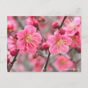 Cartão Postal Apricot Japonês [Cartão-postal]