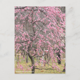Cartão Postal Apricot Japonês chorando [Cartão-postal]
