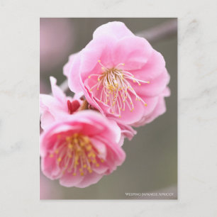 Cartão Postal Apricot Japonês chorando [Cartão-postal]