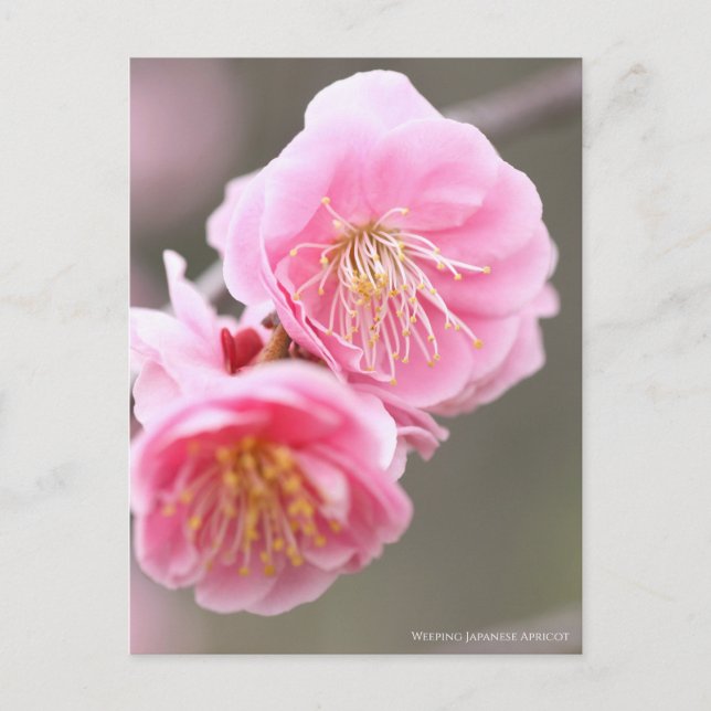 Cartão Postal Apricot Japonês chorando [Cartão-postal] (Frente)