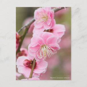 Cartão Postal Apricot Japonês chorando [Cartão-postal]