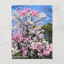 Cartão Postal Apricot Japonês (Ume: Genpei florescendo) [Cartão