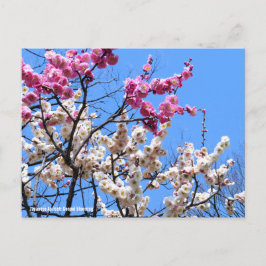 Cartão Postal Apricot Japonês (Ume: Genpei florescendo) [Cartão