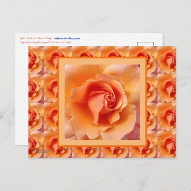 Cartão Postal Apricot Peach Rosa Flower Close (Fechar foto) (Frente/Verso)