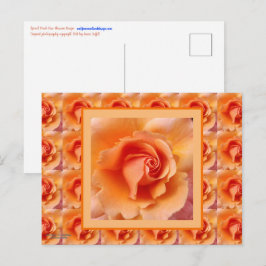 Cartão Postal Apricot Peach Rosa Flower Close (Fechar foto)
