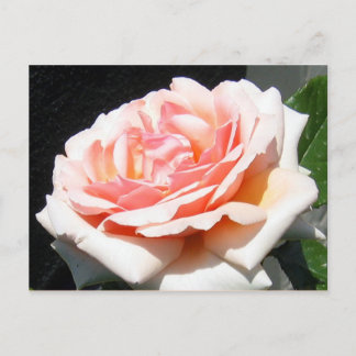 Cartão Postal Apricot Rosa