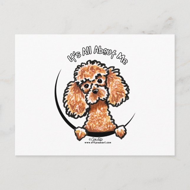 Cartão Postal Apricot Toy Miniature Poodle IAAM (Frente)