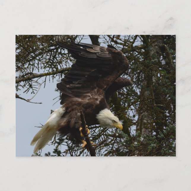 Cartão Postal Apronte para o vôo (Frente)