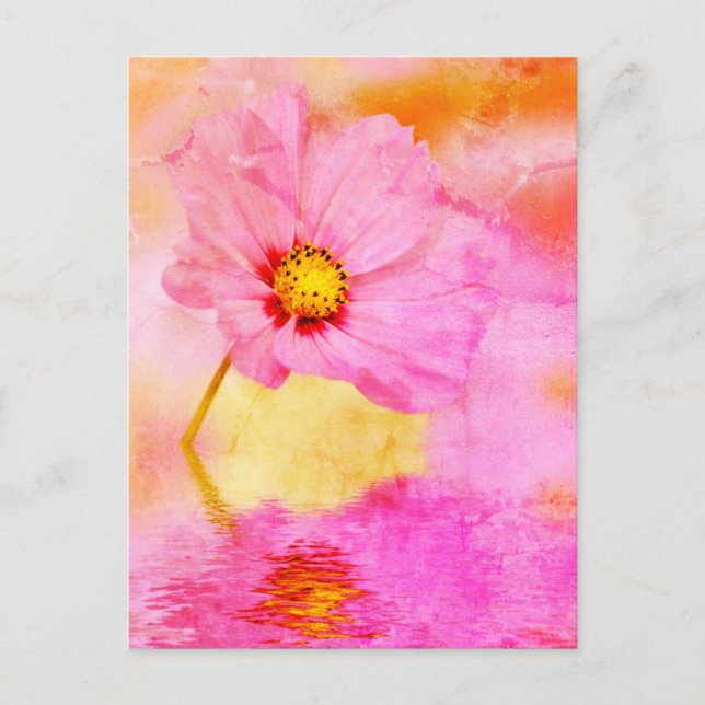 Cartão Postal Aproximação da flor rosa do cosmos acima da água (Frente)