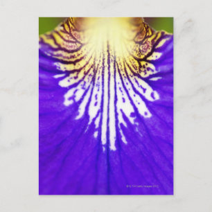 Cartão Postal Aproximação da flor selvagem, bandeira azul Íri