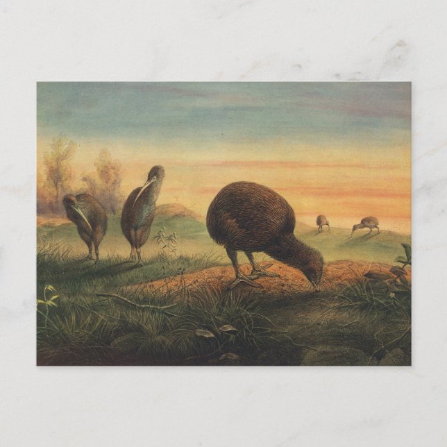 Cartão Postal Apteryx de Mantell por Joseph Wolf (Frente)