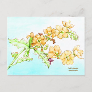 Cartão Postal Aquarela de flor silvestre botânica, globemallow