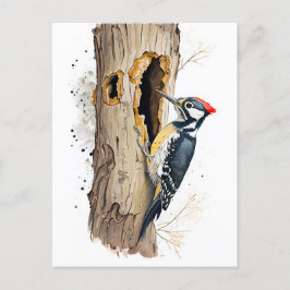 Cartão Postal Aquarela Eurasian Treecreeper Searing for Inse