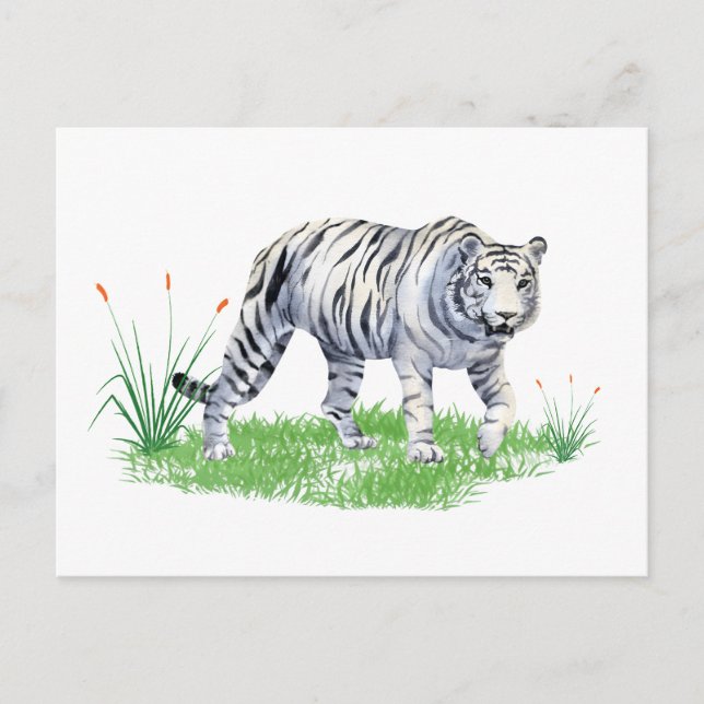 Cartão Postal Aquarela Linda Tigre Branca (Frente)