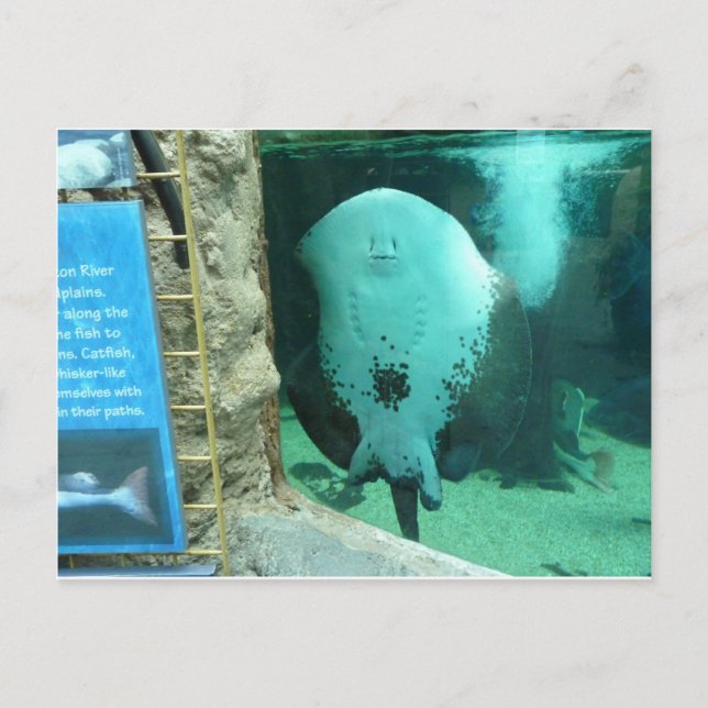 Cartão Postal Aquário Audubon das Américas, Nova Orleans (Frente)