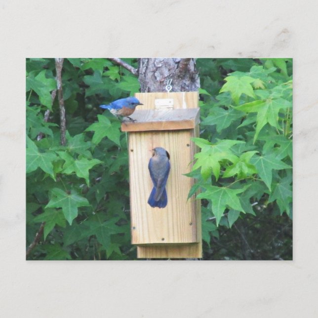 Cartão Postal Aquecimento de casa das aves azuis orientais (Frente)