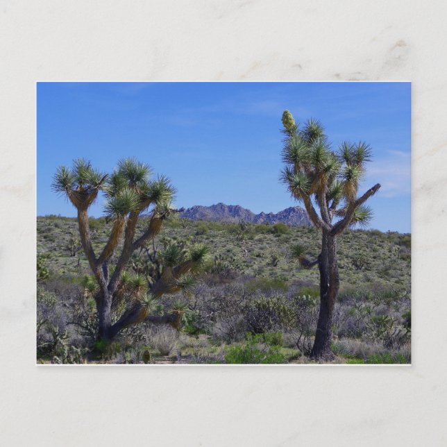 Cartão Postal Aqui está o Johnny... (Frente)