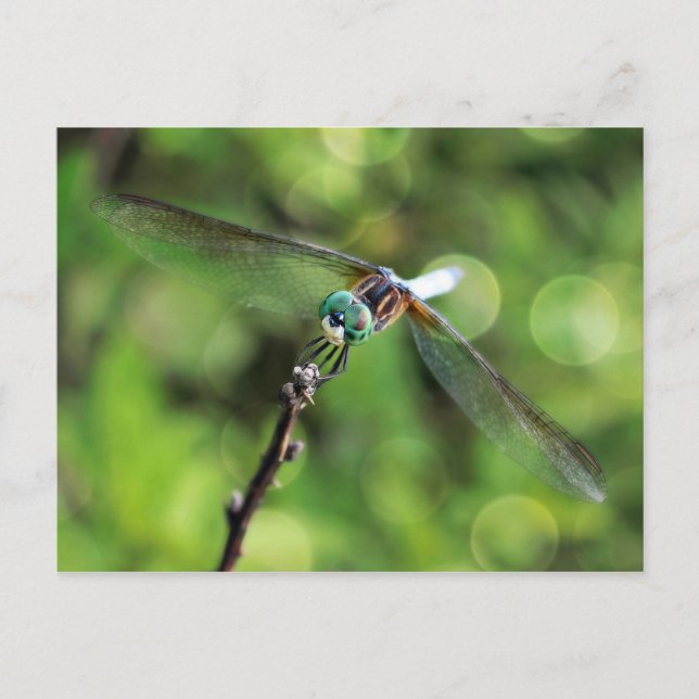 Cartão Postal Aqui está Olhando para você Dragonfly (Frente)