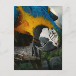 Cartão Postal Aqui, Olhando Para Você