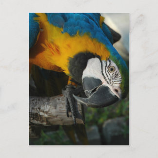 Cartão Postal Aqui, Olhando Para Você