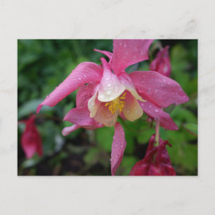 Cartão Postal Aquilegia após a chuva